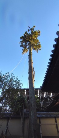 LINE_ALBUM_大心院（妙心寺)スギ伐採工_221026_12