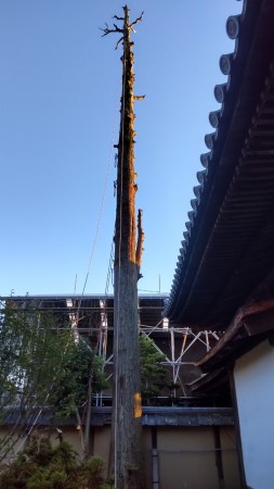 LINE_ALBUM_大心院（妙心寺)スギ伐採工_221026_3